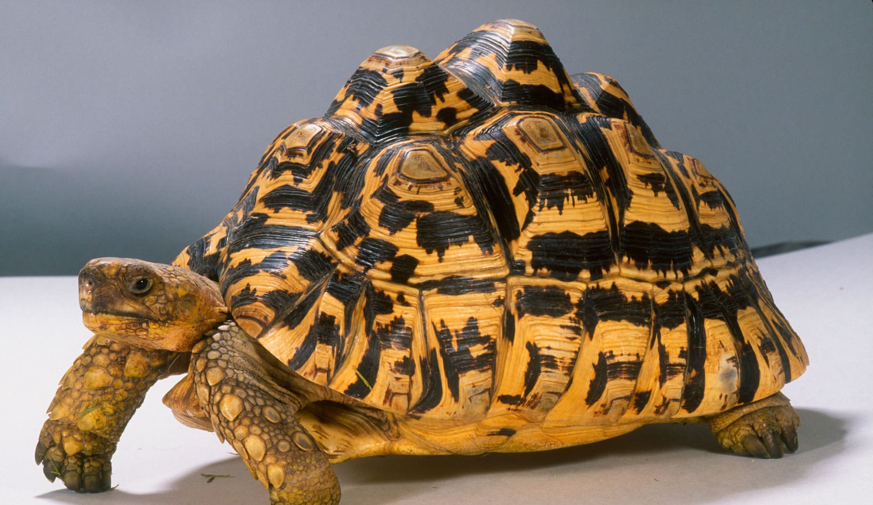 Leopard tortoise Zoomed