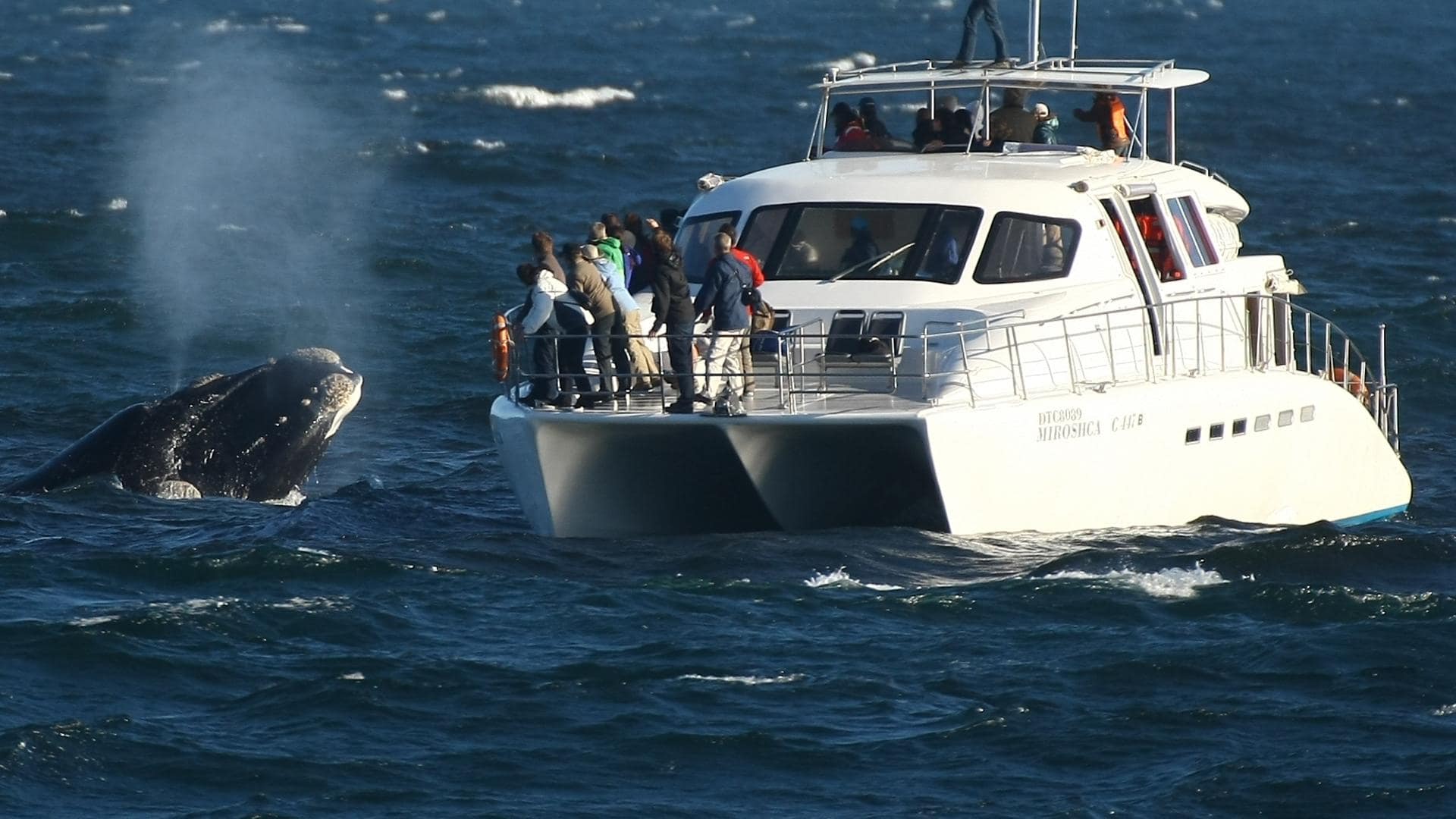 whale watching cape town